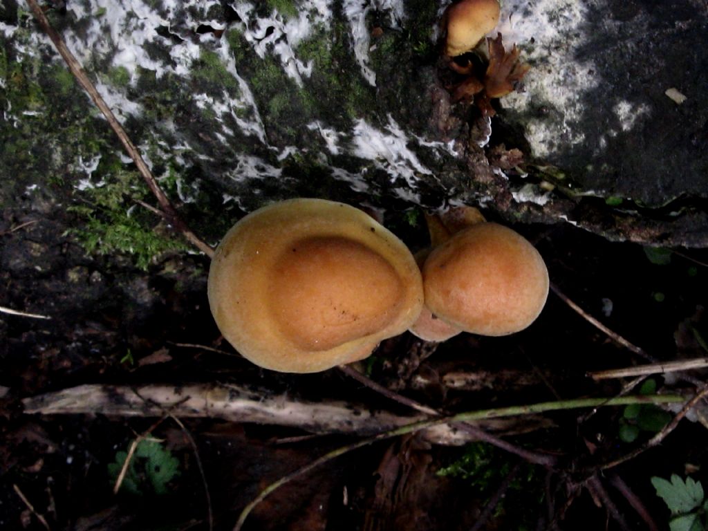 Hypholoma fasciculare?