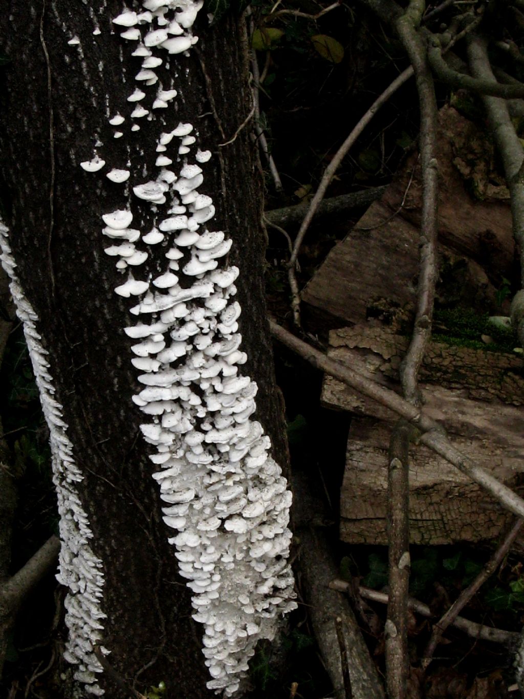 Fungo lignicolo da identificare