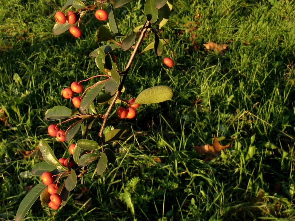 Pyracantha coccinea o crenulata?