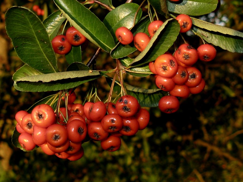 Pyracantha coccinea o crenulata?