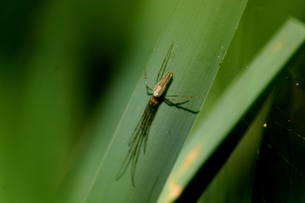 Tetragnatha montana?