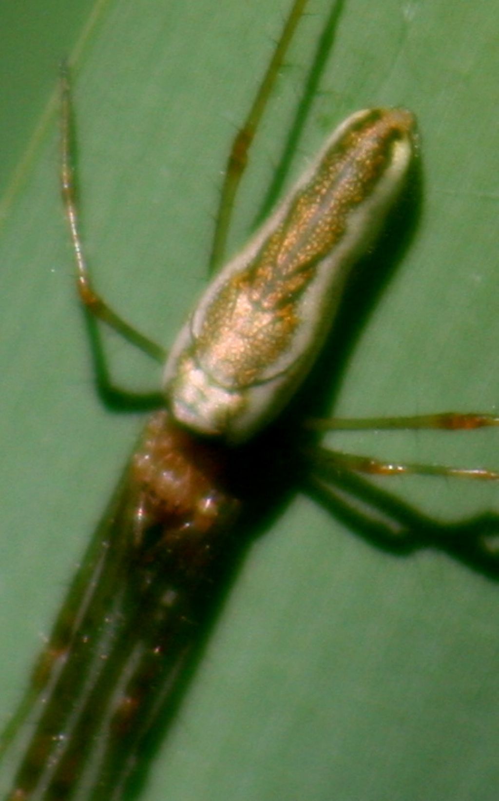 Tetragnatha montana?