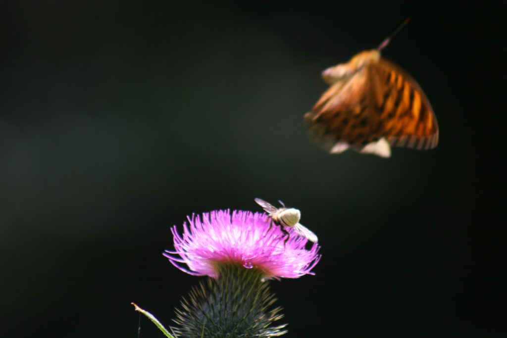 femmina di Megachilidae sp.