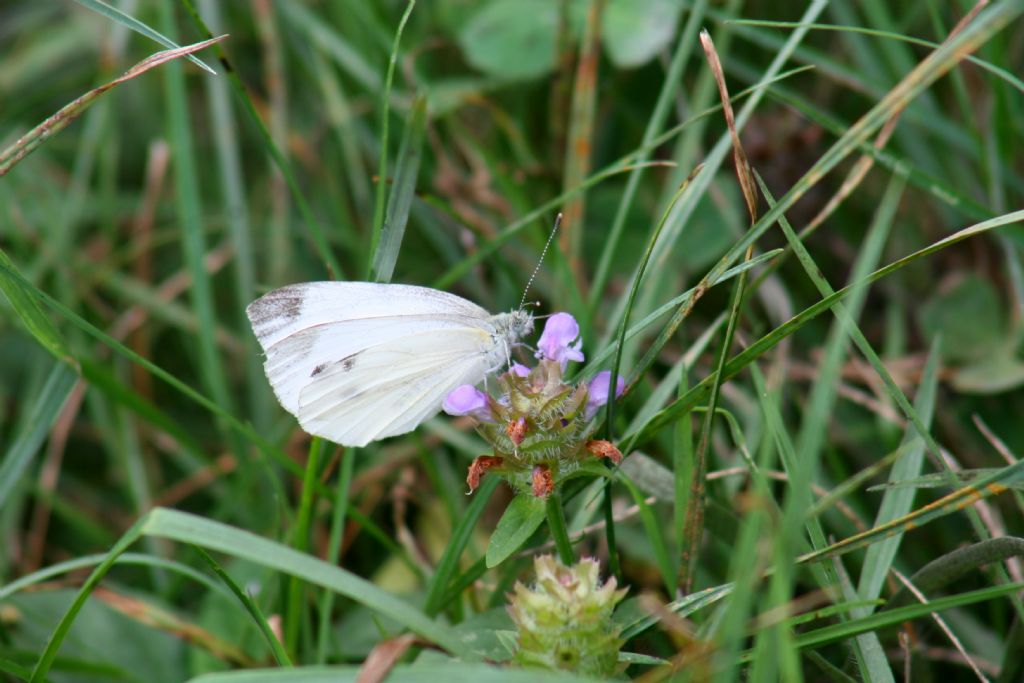 Pieris napi - Pieridae