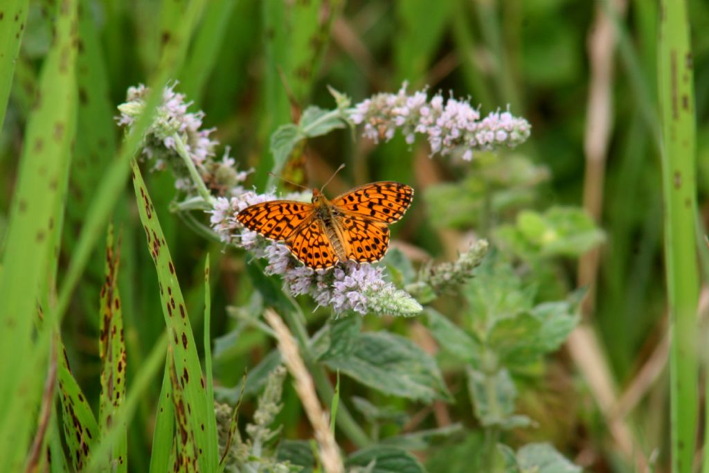 Boloria da identificare.