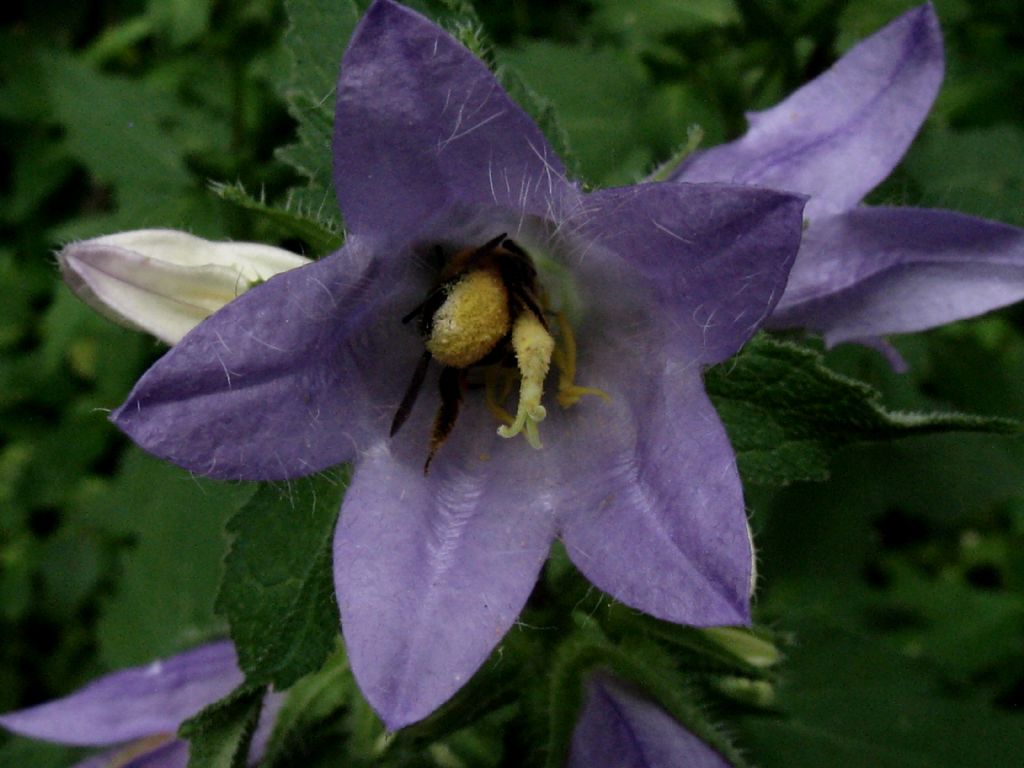 femmina di Megachilidae sp.