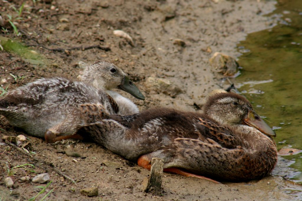 Anatiodae da identificare