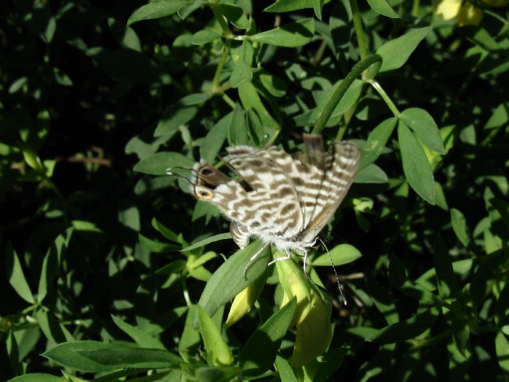 Leptotes pirithous? Maschio?