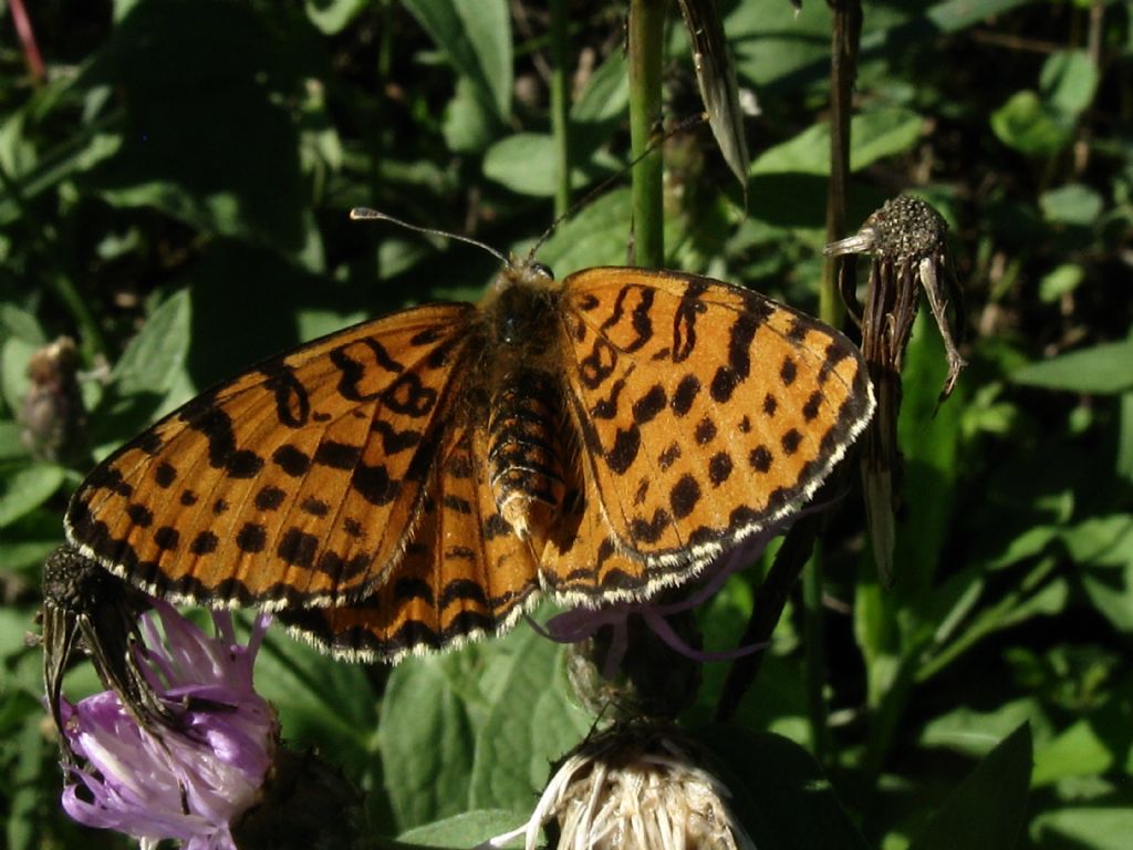 Melitaea?