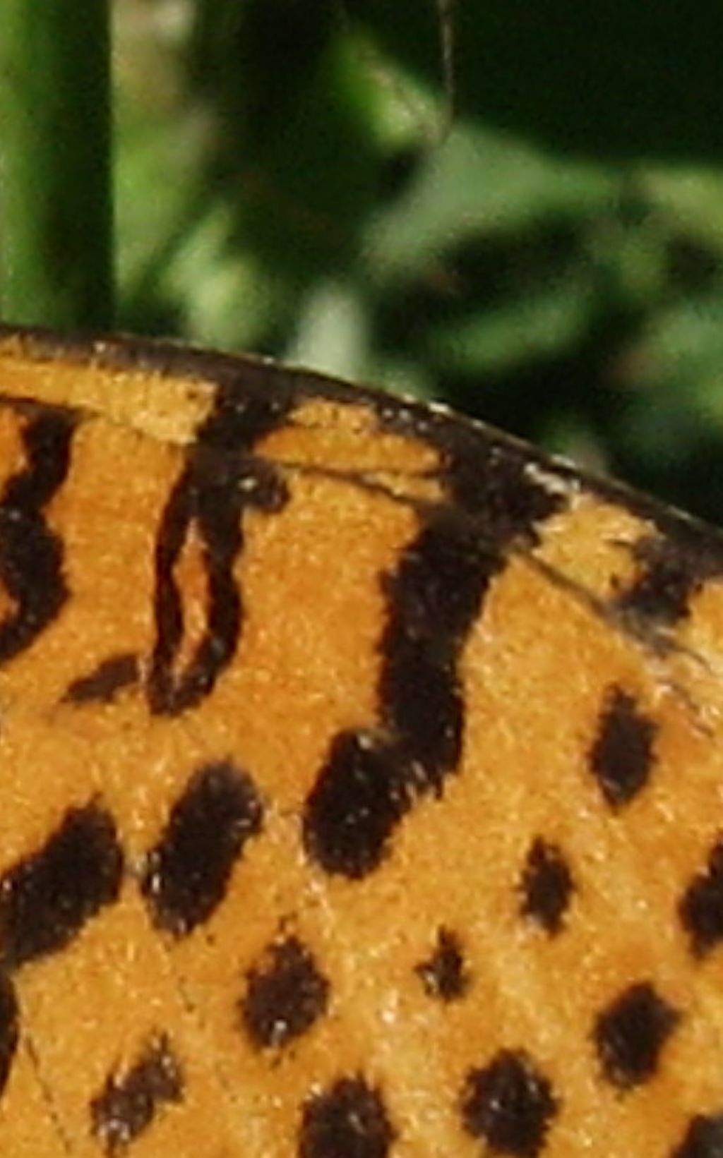 Melitaea?