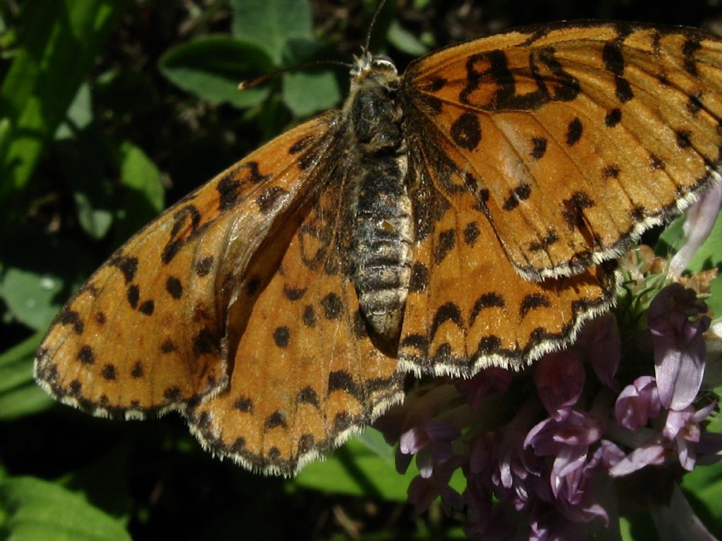 Melitaea?