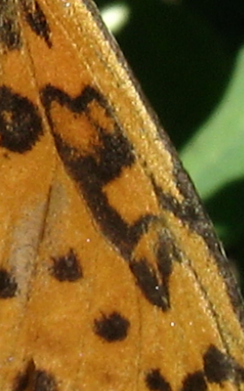 Melitaea?