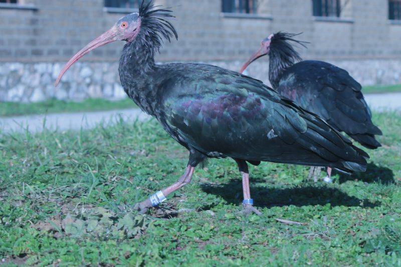 Ibis Eremita