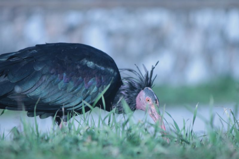 Ibis Eremita