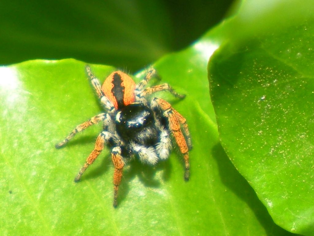 Maschio di Philaeus chrysops - Selvazzano (PD)