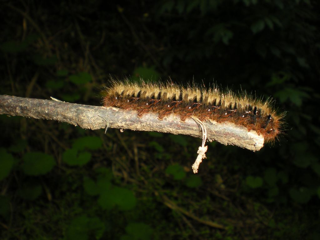 identificazione bruco