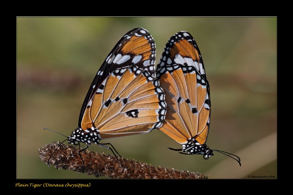 Danaus chrysippus: copula