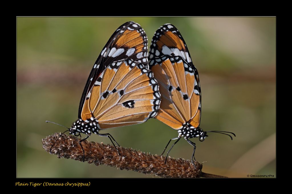 Danaus chrysippus: copula