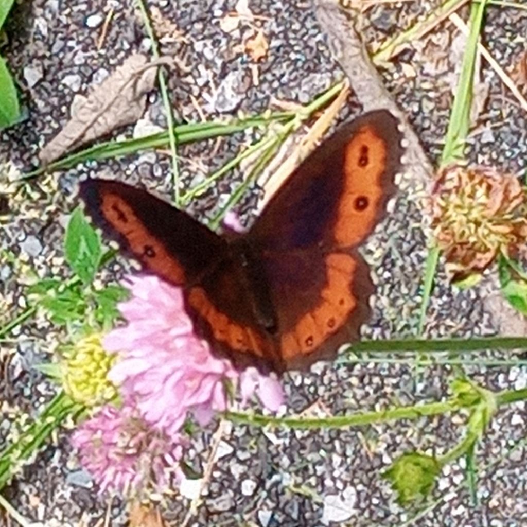 Un aiutino: Erebia ligea o Erebia euryale - Nymphalidae