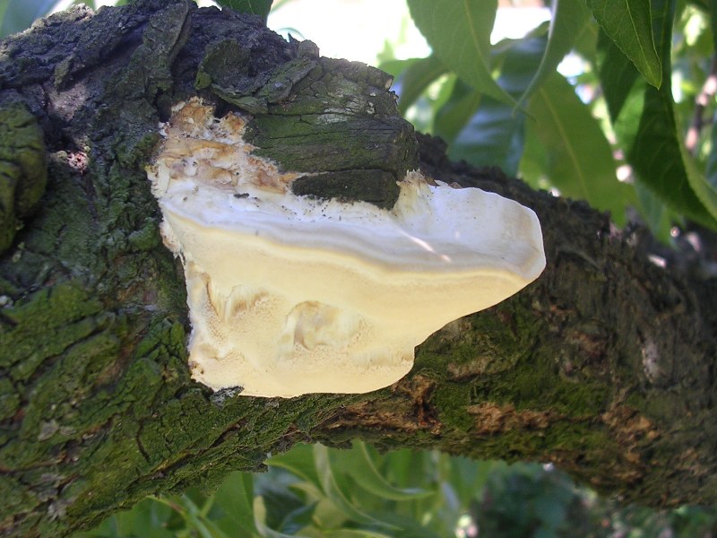 Trametes ? (se si, T. ochracea?) (Fomitopsis iberica)