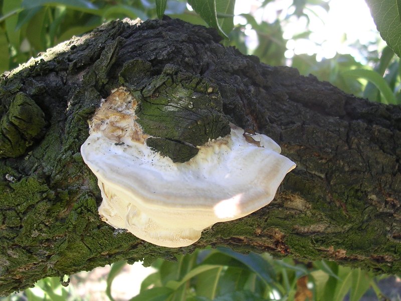 Trametes ? (se si, T. ochracea?) (Fomitopsis iberica)