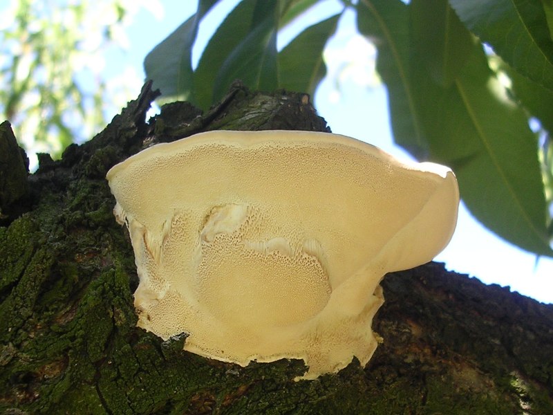 Trametes ? (se si, T. ochracea?) (Fomitopsis iberica)