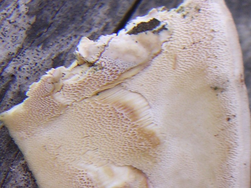 Trametes ? (se si, T. ochracea?) (Fomitopsis iberica)