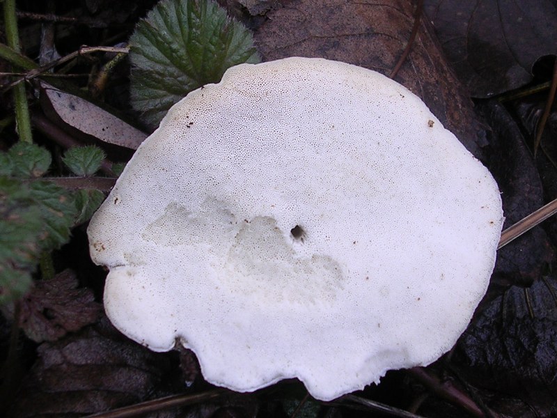 Polyporacea bianca (Postia tephroleuca)