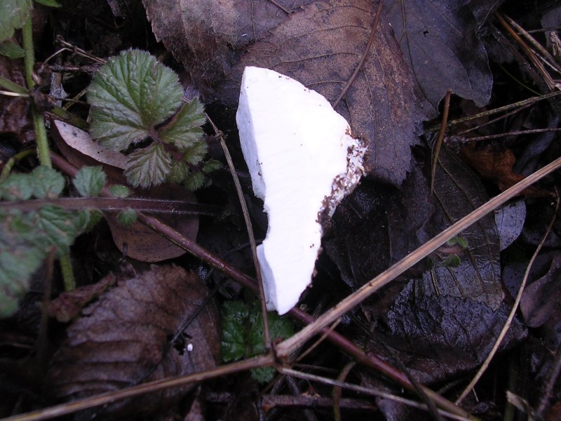 Polyporacea bianca (Postia tephroleuca)