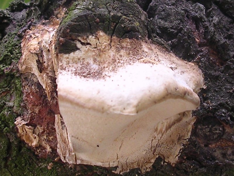 Trametes ? (se si, T. ochracea?) (Fomitopsis iberica)