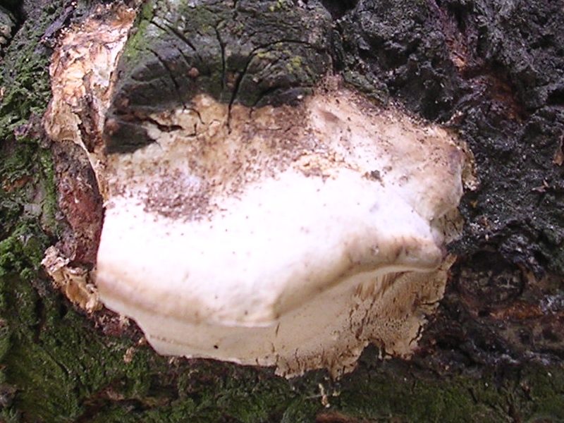 Trametes ? (se si, T. ochracea?) (Fomitopsis iberica)