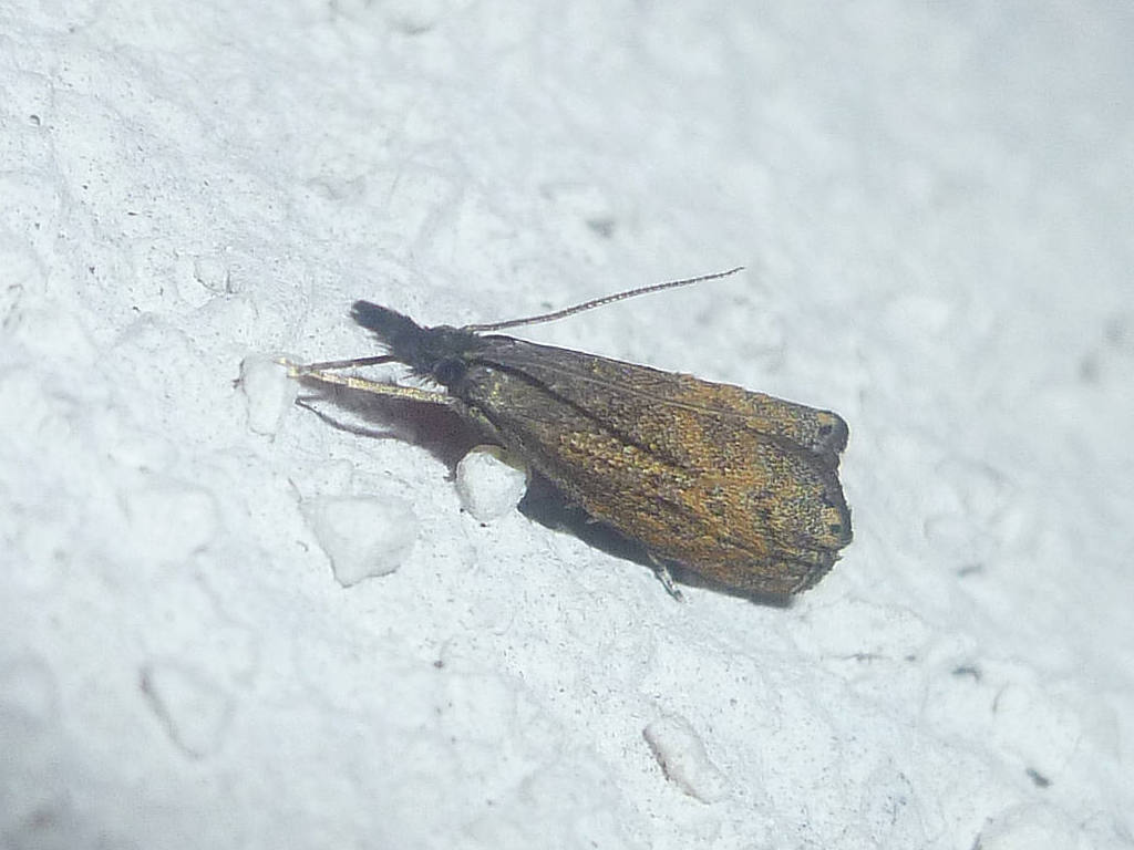 Dichrorampha plumbana (Scopoli, 1763) ?