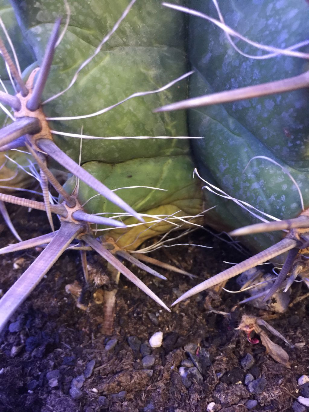 Ferocactus da determinare