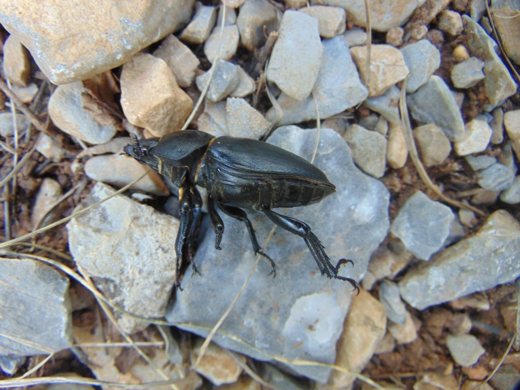 Lucanus cervus, femmina