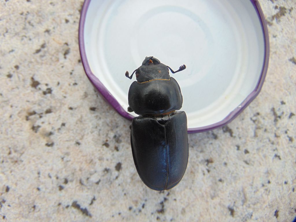 Lucanus cervus, femmina