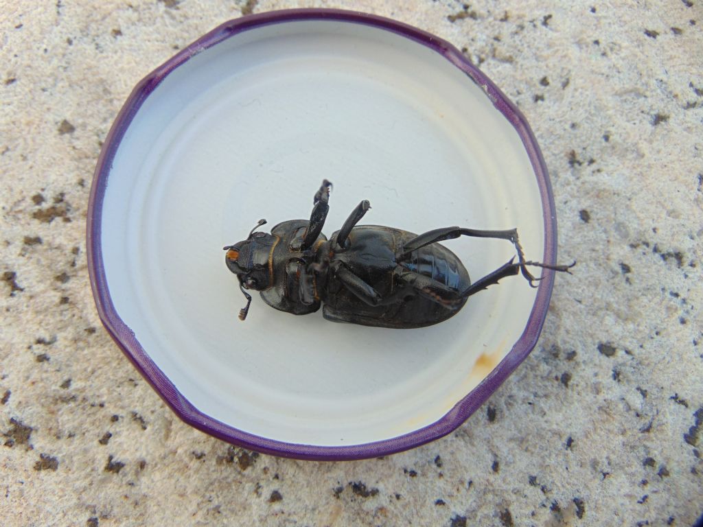 Lucanus cervus, femmina