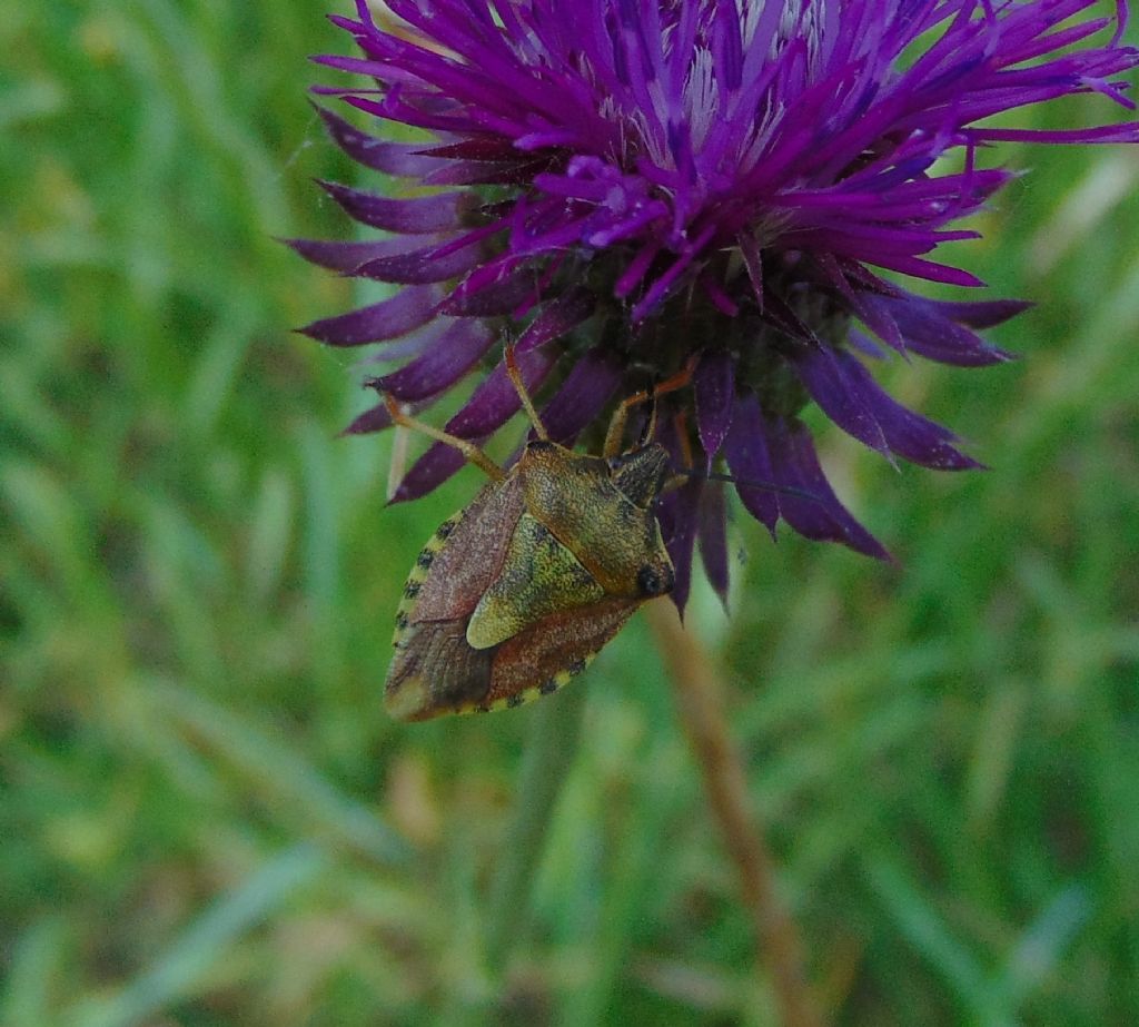 Pentatomidae: Carpocoris sp.?  S, Carpocoris purpureipennis