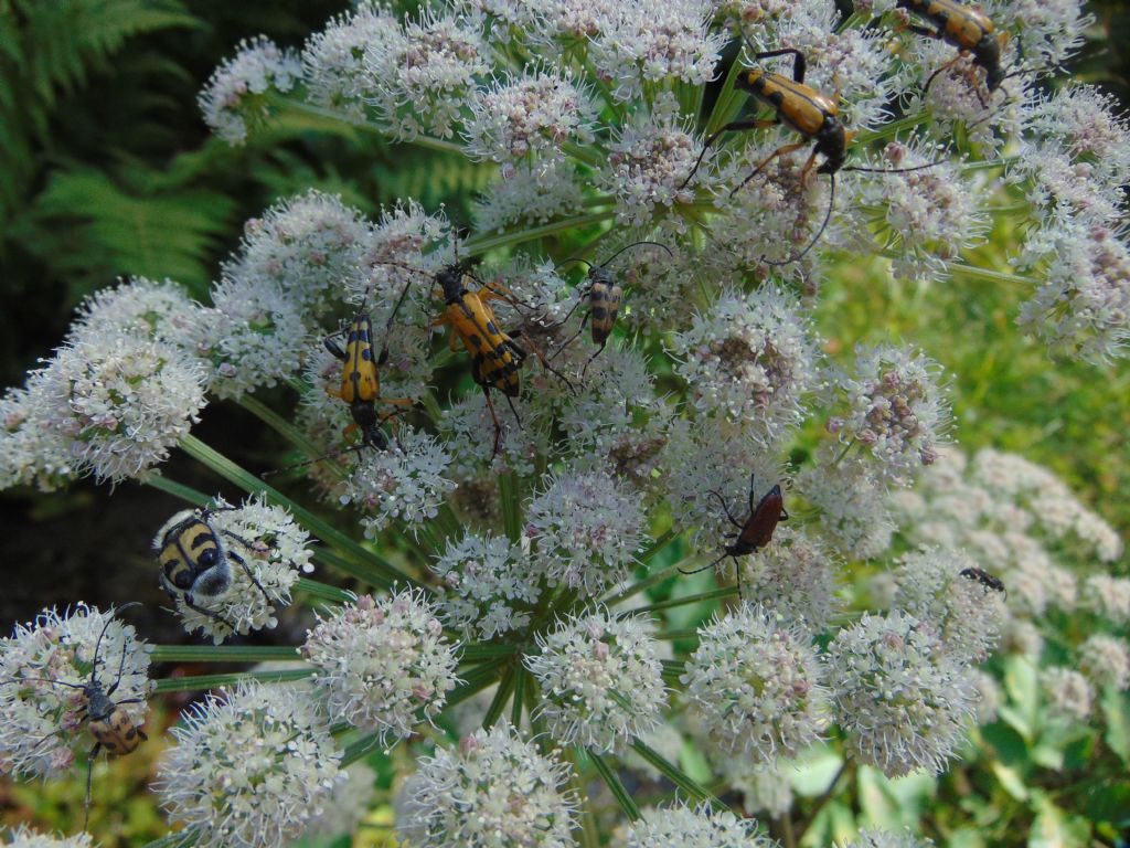 Cerambycidae: Rutpela maculata