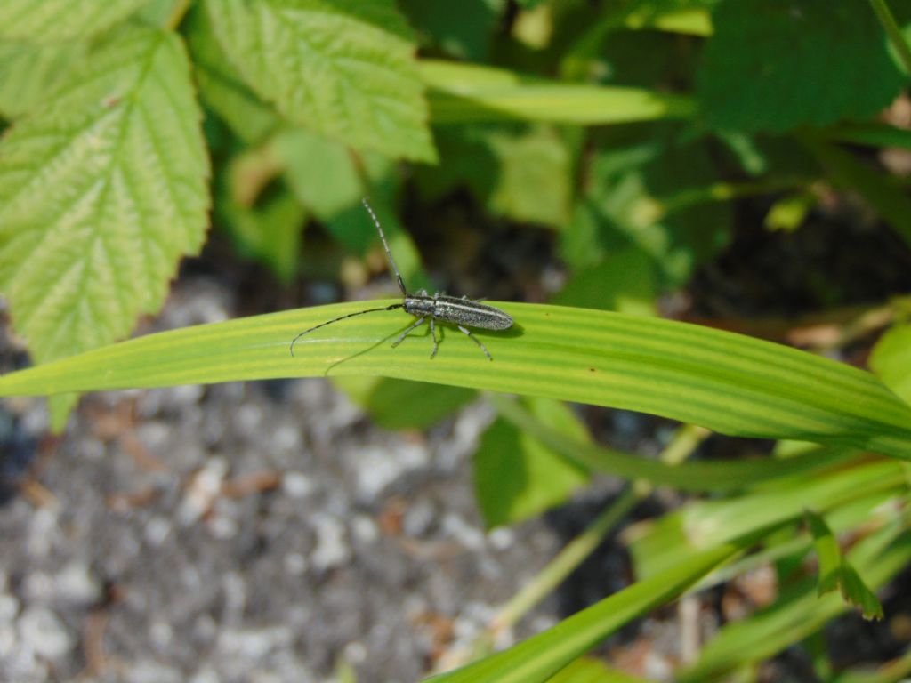 Cerambycidae: Agapanthia cardui