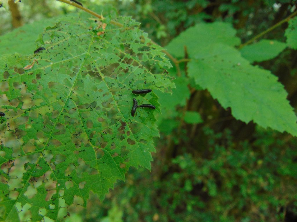 larva: Altica o Agelastica? Altica brevicollis (cfr.)