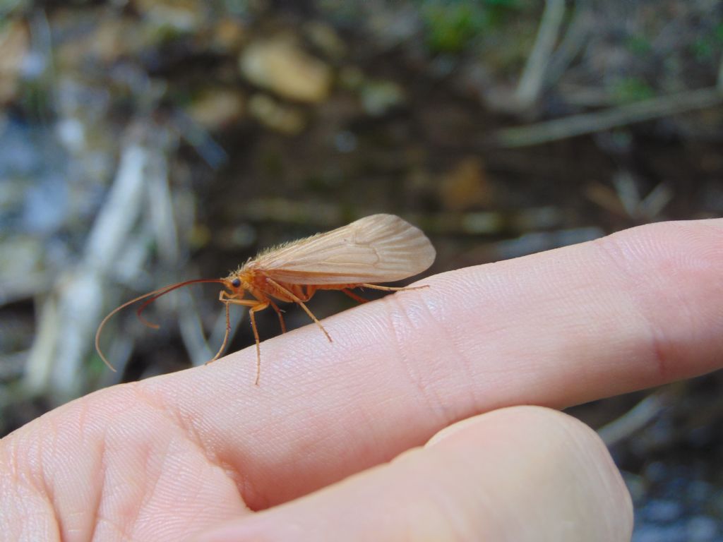 Limnephilidae: Potamophylax sp.