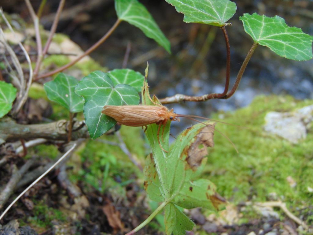 Limnephilidae: Potamophylax sp.