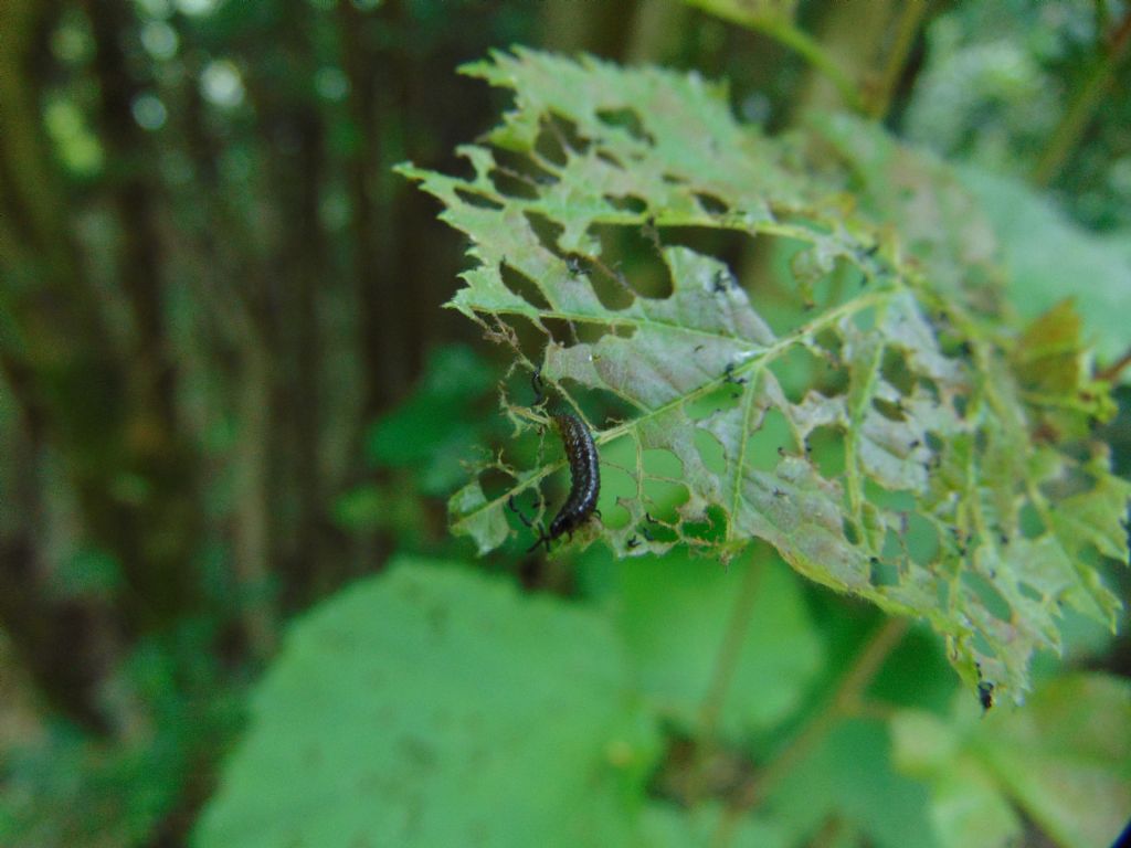 larva: Altica o Agelastica? Altica brevicollis (cfr.)