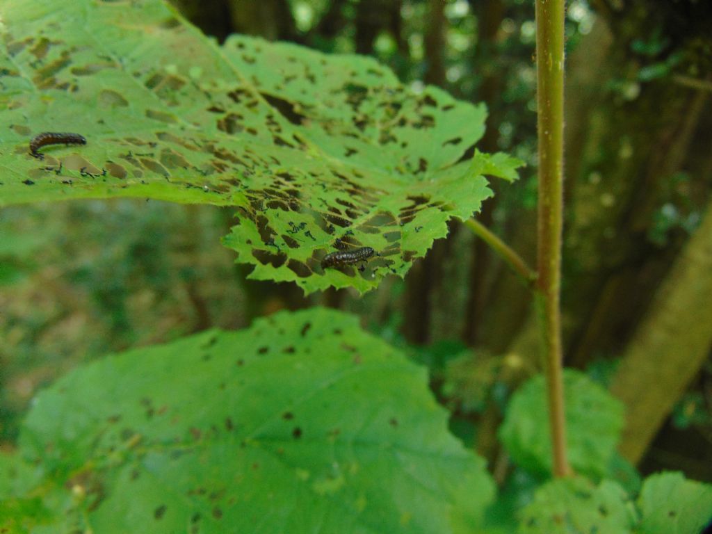 larva: Altica o Agelastica? Altica brevicollis (cfr.)