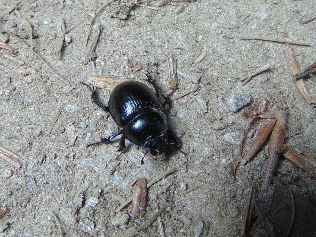 Geotrupidae: Anoplotrupes stercorosus