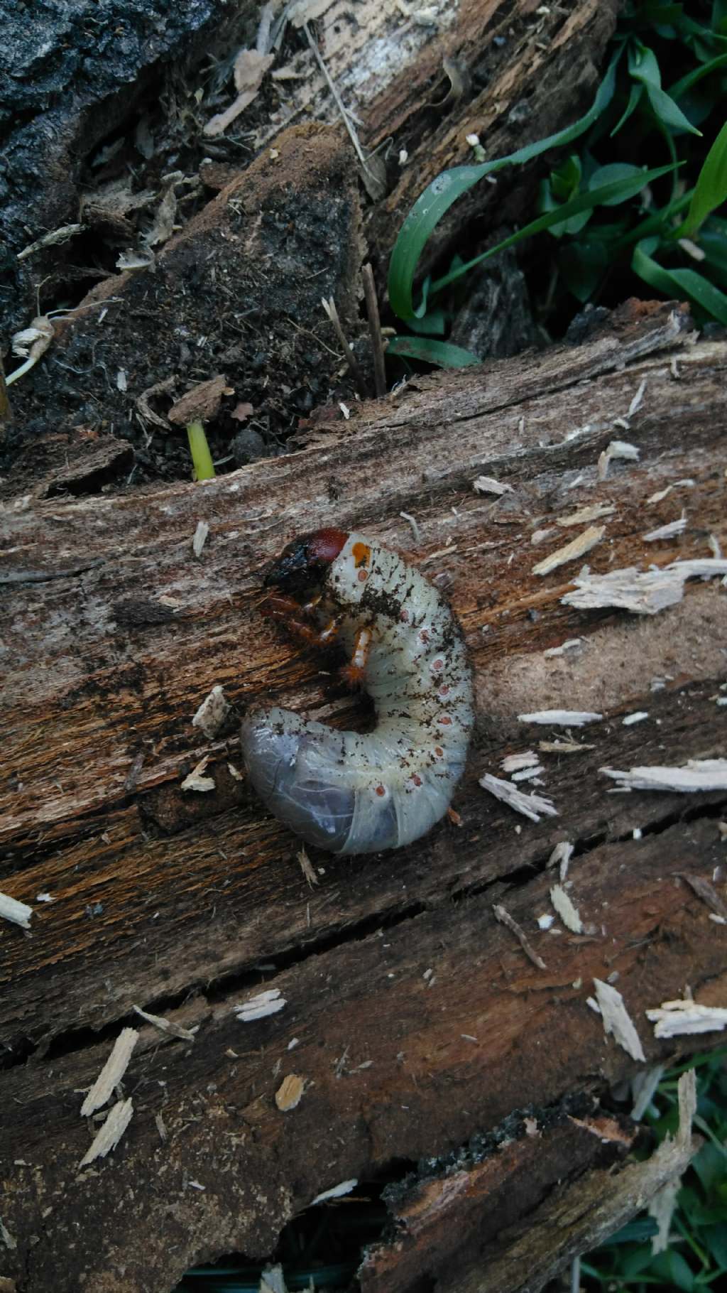 Larva di Scarabaeoidea