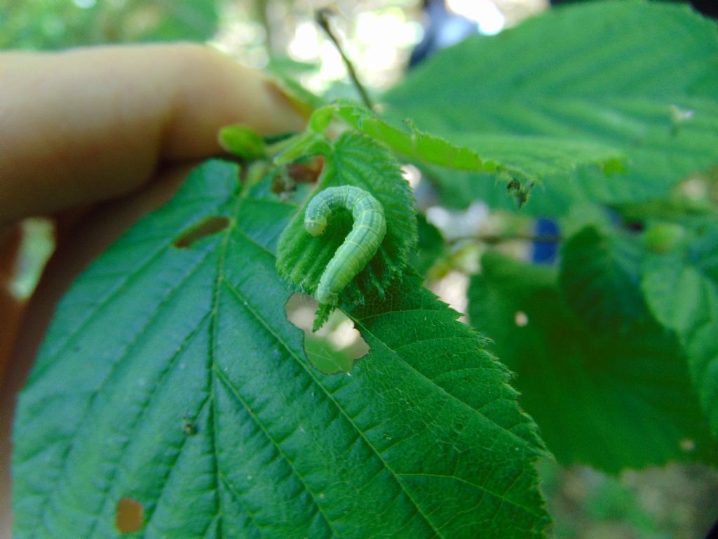 Geometridae: Operophtera brumata? S