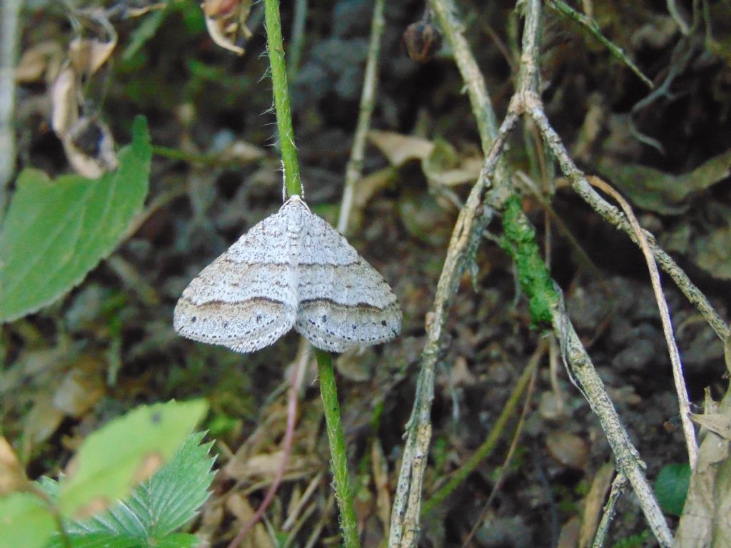 Perizoma parallelolineata?  Siii...Mesotype (ex Perizoma) parallelolineata