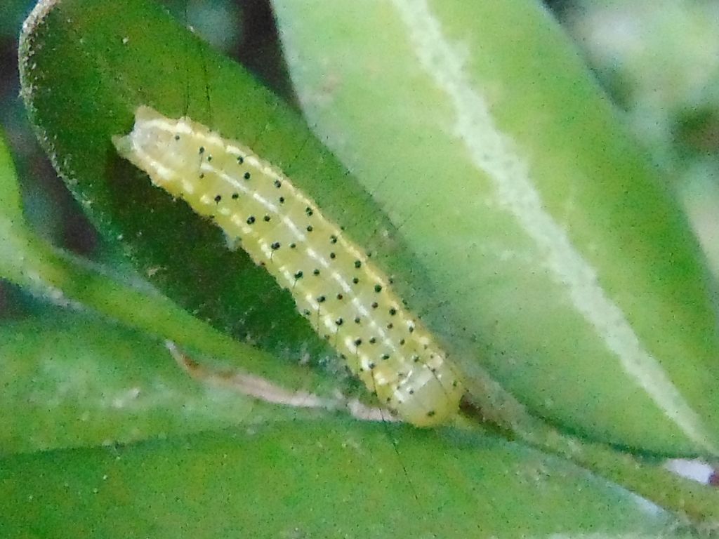 larva di lepidottero? S, di Craniophora ligustri - Noctuidae