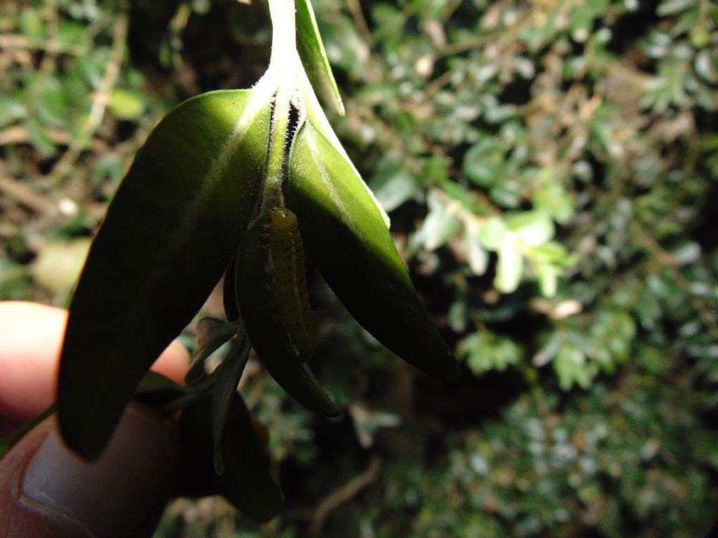 larva di lepidottero? S, di Craniophora ligustri - Noctuidae